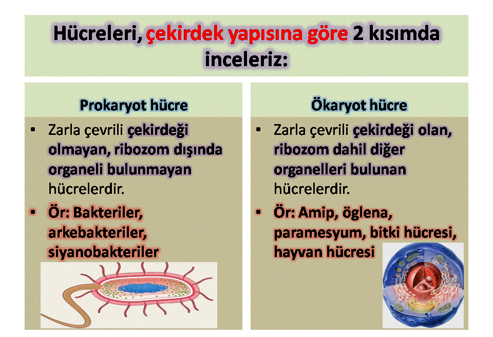 prokaryot ve okaryot hucre konu anlatimi 9 sinif biyoloji canlilarin ortak ozellikleri konu anlatim sunusu 2021 2022