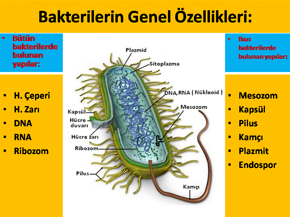 bakterilerin genel özellikleri